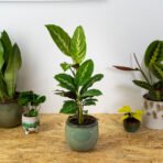 calathea-maui-queen