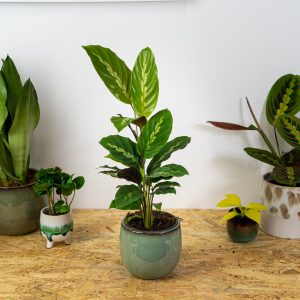 calathea-maui-queen