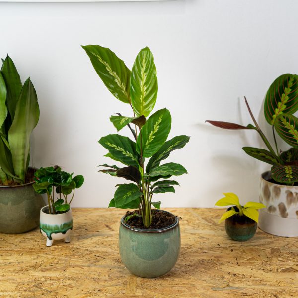 calathea-maui-queen calathea-maui-queen