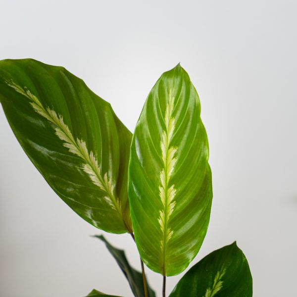 calathea-maui-queen calathea-maui-queen