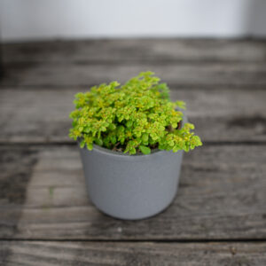 sedum-makinoi-ogon