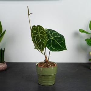 anthurium-clarinervium