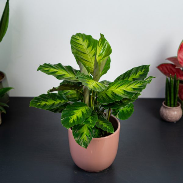 calathea-misto calathea-misto