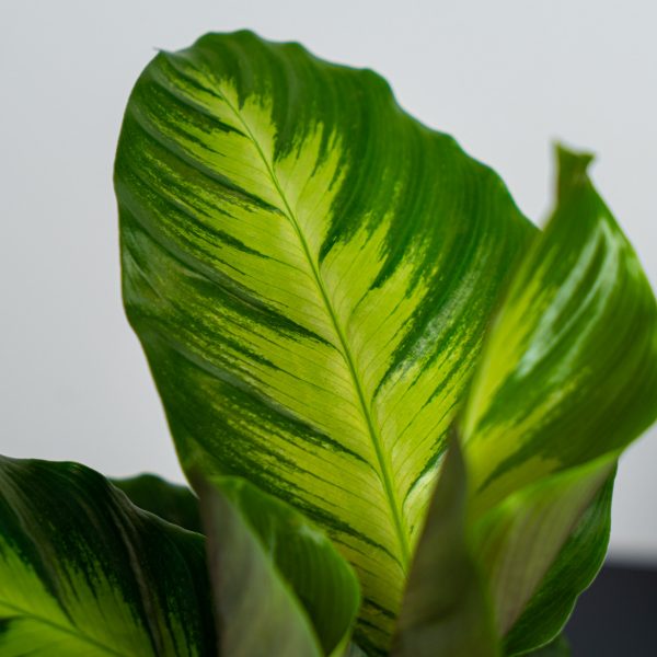 calathea-misto calathea-misto