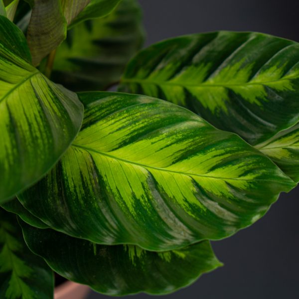 calathea-misto calathea-misto