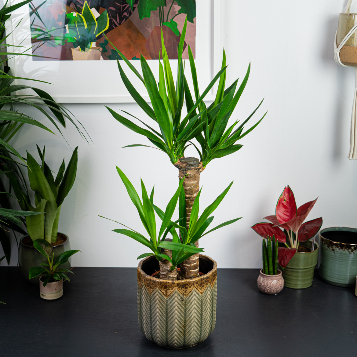 Juka (yucca)