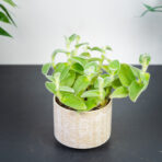 trzykrotka-velvet-hill-tradescantia-zebrina-velvet-hill