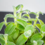 trzykrotka-velvet-hill-tradescantia-zebrina-velvet-hill
