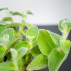 trzykrotka-velvet-hill-tradescantia-zebrina-velvet-hill