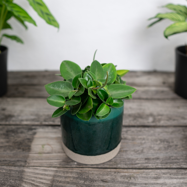 peperomia-angulata-rocca-verde peperomia-angulata-rocca-verde