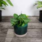 peperomia-angulata-rocca-verde