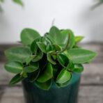 peperomia-angulata-rocca-verde
