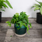 kaktus-storczykowy-epiphyllum-guatemalense-var-monstrosa