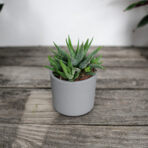 haworsja-fasciata-concolor-haworthia