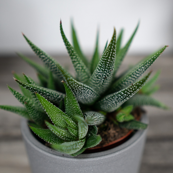 haworsja-fasciata-concolor-haworthia haworsja-fasciata-concolor-haworthia