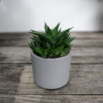 haworsja-limifolia-haworthia