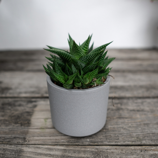 haworsja-limifolia-haworthia haworsja-limifolia-haworthia