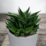 haworsja-limifolia-haworthia