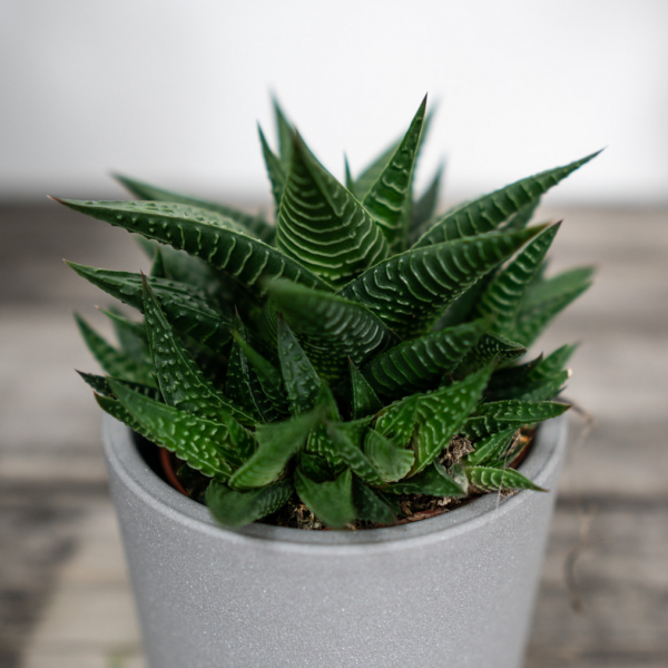 haworsja-limifolia-haworthia haworsja-limifolia-haworthia