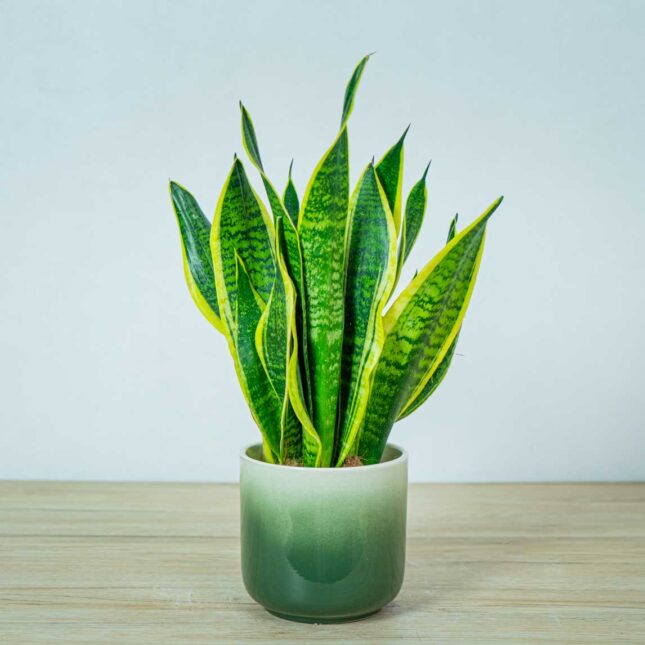 sansevieria superba