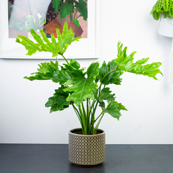 philodendron-selloum-hope philodendron-selloum-hope