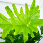 philodendron-selloum-hope