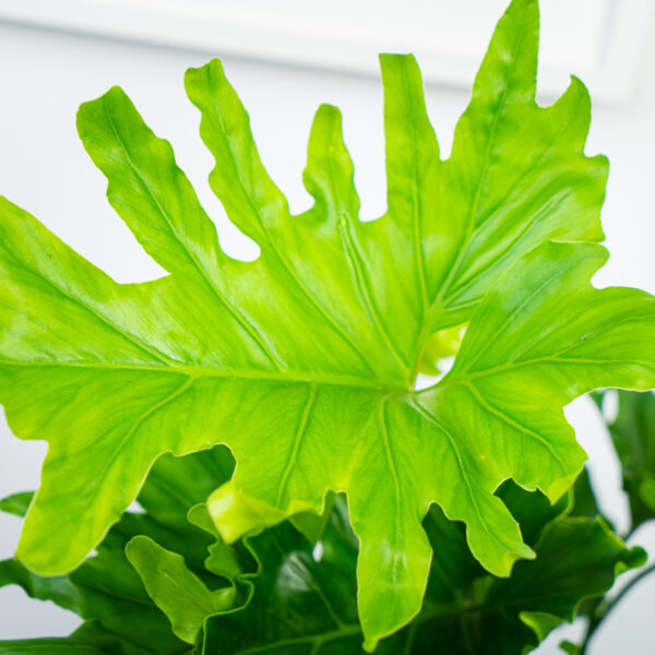philodendron-selloum-hope philodendron-selloum-hope