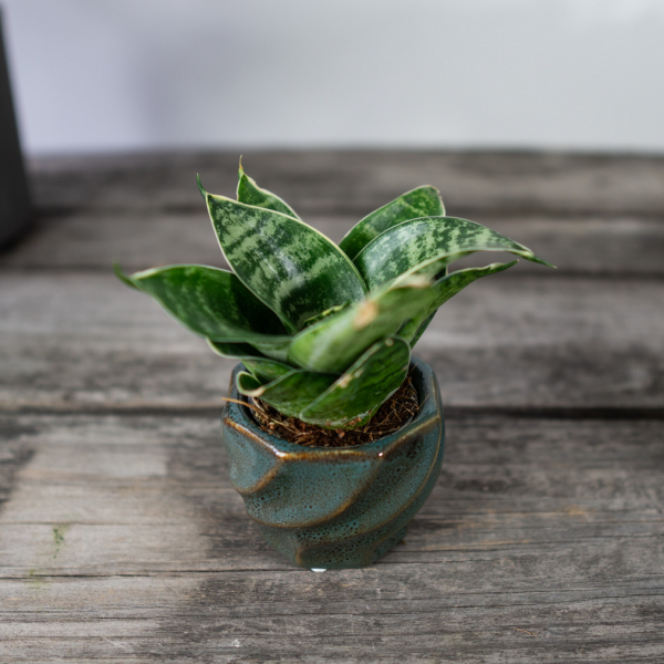 sansevieria-trifasciata sansevieria-trifasciata