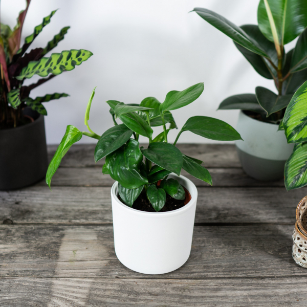 monstera-acuminata monstera-acuminata