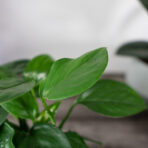 monstera-acuminata
