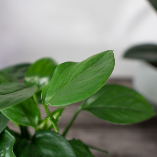 monstera-acuminata monstera-acuminata