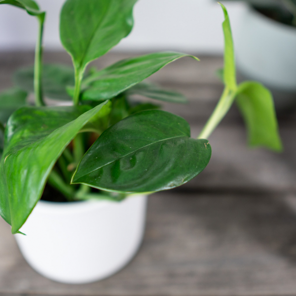 monstera-acuminata monstera-acuminata