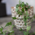 ceropegia-woodii-string-of-spades