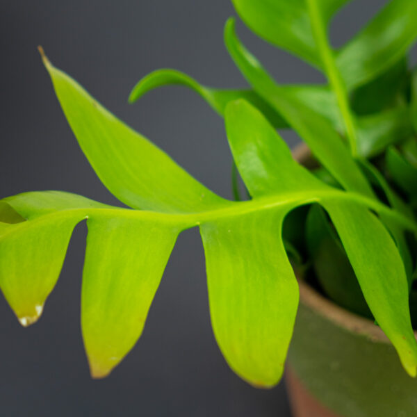 kaktus-zygzak-epiphyllum-chrysocardium kaktus-zygzak-epiphyllum-chrysocardium