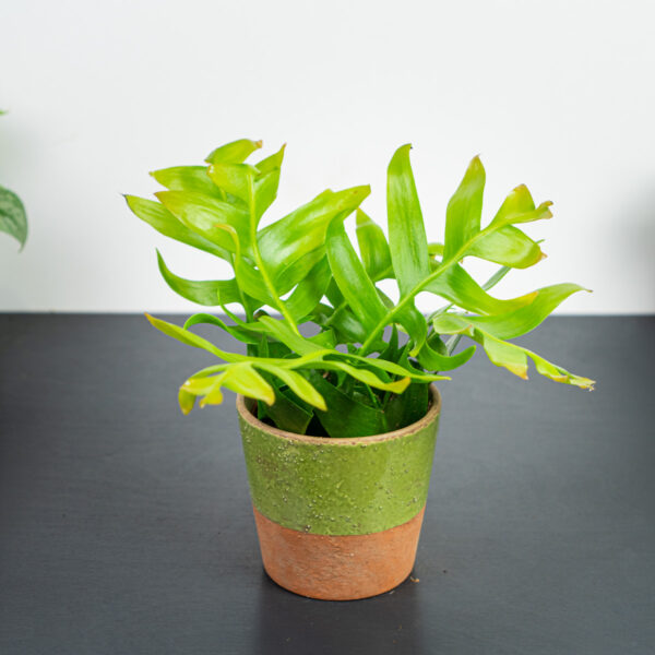 kaktus-zygzak-epiphyllum-chrysocardium kaktus-zygzak-epiphyllum-chrysocardium