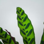 calathea-lancifolia