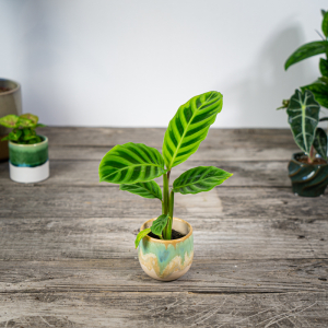 calathea-zebrina-baby
