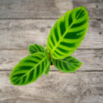 calathea-zebrina-baby
