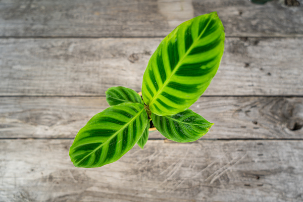 calathea-zebrina-baby calathea-zebrina-baby