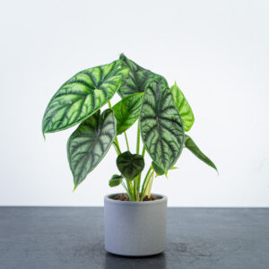 alokazja-dragon-scale-alocasia
