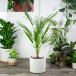 palma-karlowata-chamaerops-humilis
