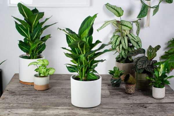 diffenbachia-green-magic diffenbachia-green-magic