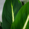 diffenbachia-green-magic