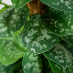 scindapsus-pictus-trebie-na-paliku