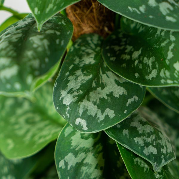 scindapsus-pictus-trebie-na-paliku scindapsus-pictus-trebie-na-paliku