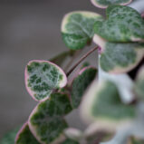 ceropegia-woodii-variegata