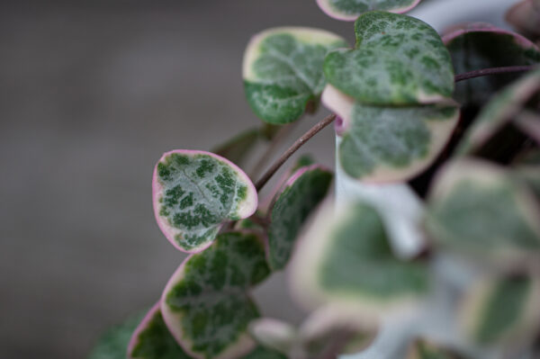 ceropegia-woodii-variegata ceropegia-woodii-variegata
