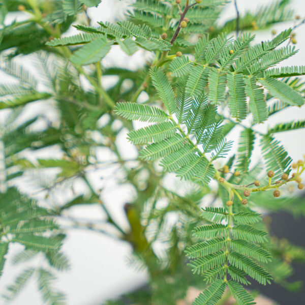 akacja-srebrzysta-mimoza-acacia-gaulois-dealbata akacja-srebrzysta-mimoza-acacia-gaulois-dealbata