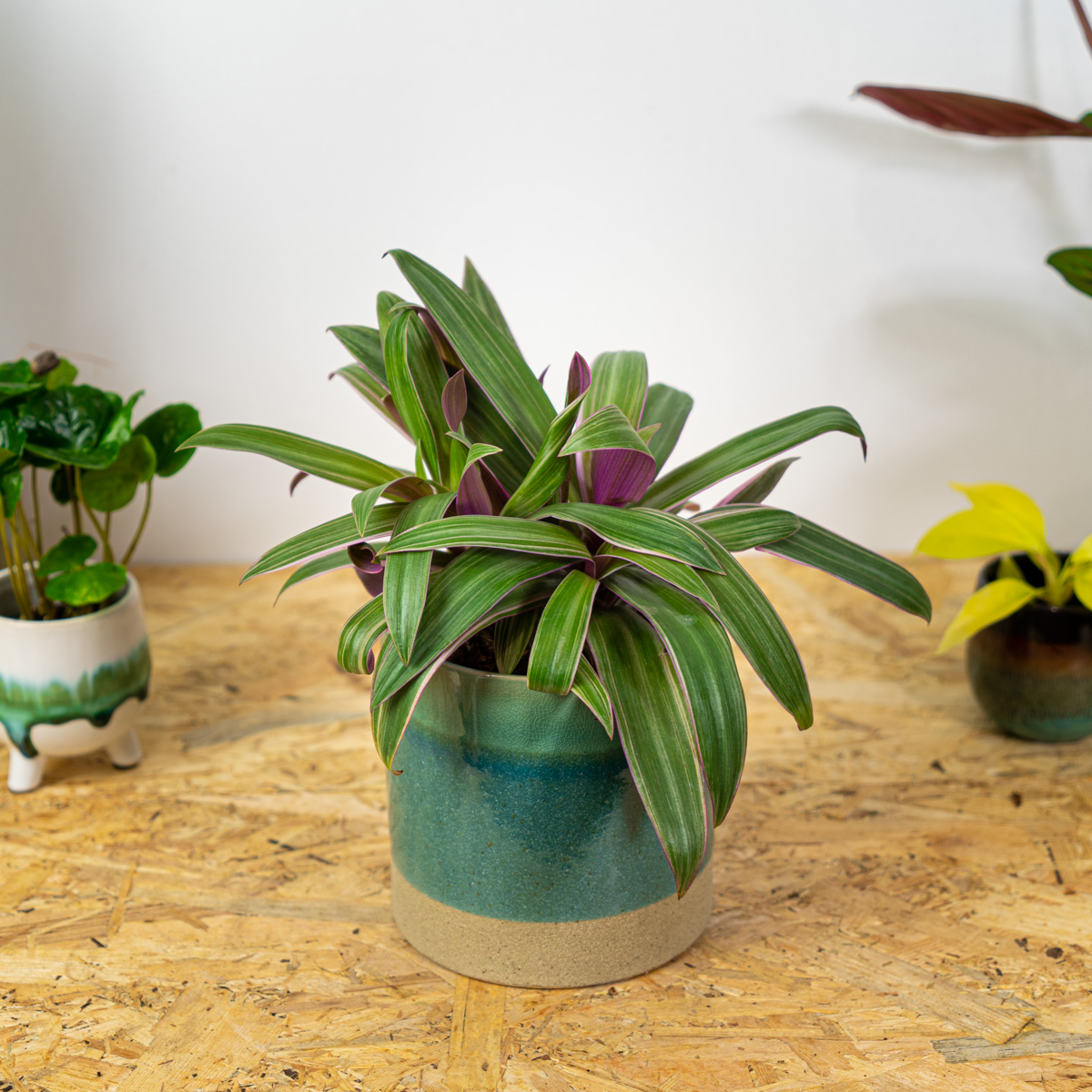 Reo meksykańskie (tradescantia sitara)