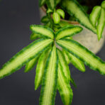 paproc-orliczka-kretenska-pteris-cretica